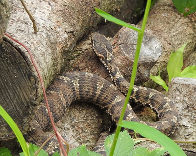 ��������������}���V