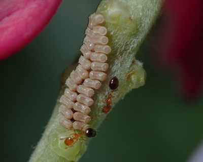 �N�Y�̌s�Ƀ}���J�����V��