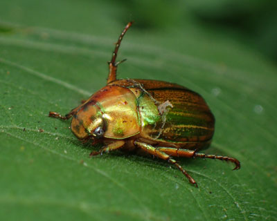 �T�N���R�K�l����