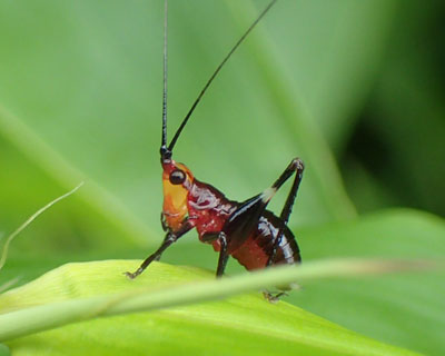 �T�T�L���Ԃ����