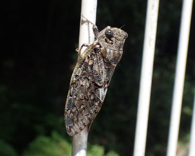 �j�C�j�C�[�~