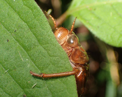 ���߂�Z�~�̔����k