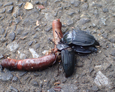 �~�~�Y�ƃV�f���V