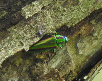 �Y���^�}���V