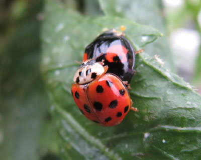 �F�Ⴂ�e���g�E���V