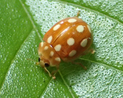 ���[�A�V���z�V�e���g�E�H