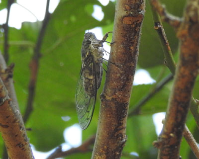 �c�N�c�N�{�E�V