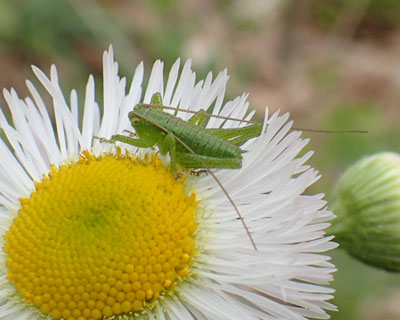 ���u�L���Ԃ����