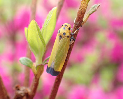 �c�}�O���I�I���R�o�C