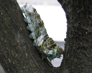 ������Ƌߓ�