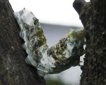 ��A��A��E�E�E