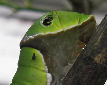 ����́A�񐶁H