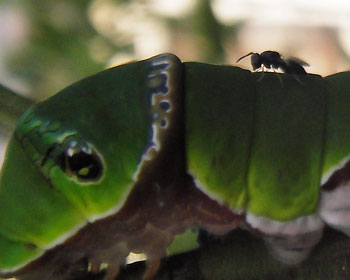 �E�ъ�鍕���e