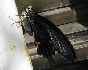 �S�~���̗��ŉH�����Ă�