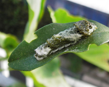 �N���A�Q�n�̎q