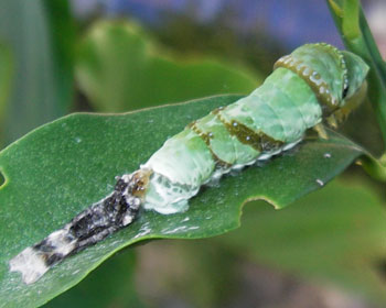 �����A�E���܂���