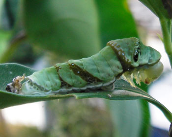 ���A�E�����炷������ł�