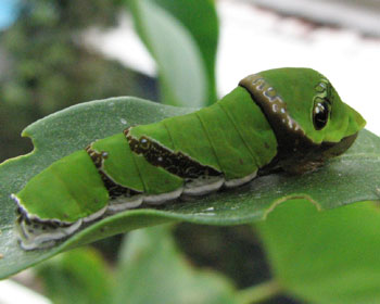 �������Ƃӂ���݂܂�