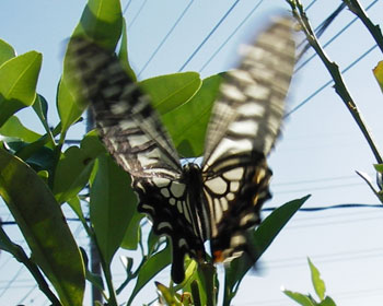 ���̂��ƂQ���Y�݂܂���