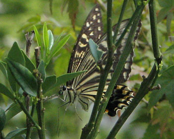 ����ւ�藧���ւ��