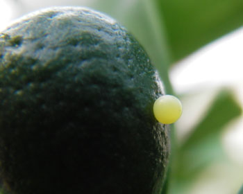 �L���J���ɂ��Y�݂܂�