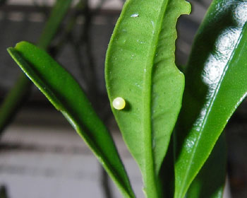 �H�������̗t���ςɂ�