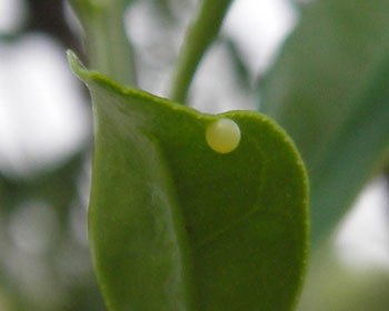 �X�^���_�[�h�^�C�v