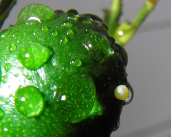 �䕗�ɂ��ς����̂�