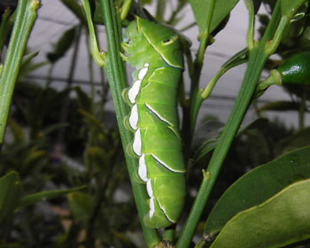 �N���A�Q�n��肩�킢��