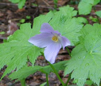 �V���l�A�I�C�͐��Ȃ�