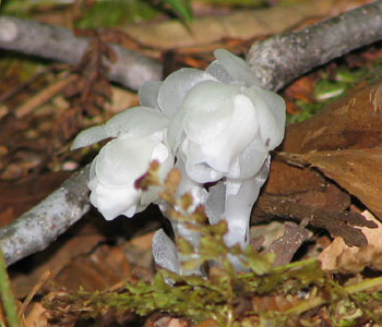 �a�セ���ȃM�������E�\�E