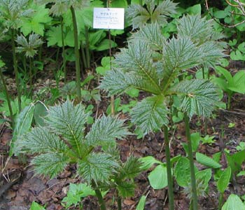 ���D�̂���e�؂ȃ��O���}�\�E