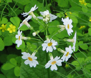 �ԉ΂݂����ȉ�