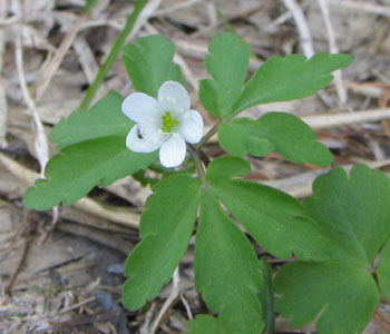 �q���C�`�Q�Ɏ��Ă邯�ǁE�E�E