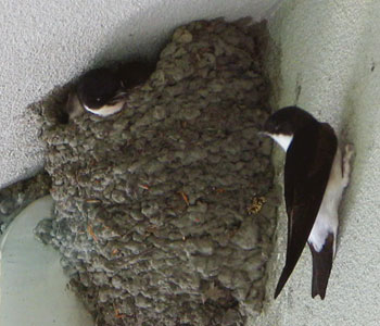 �󕠃q�i�ɂɂ�܂��C���c�o��