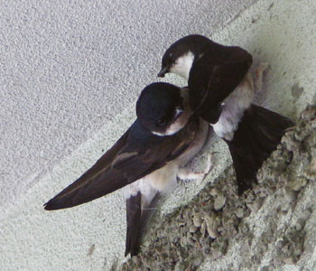 �����瑃�����̂�т�C���c�o��