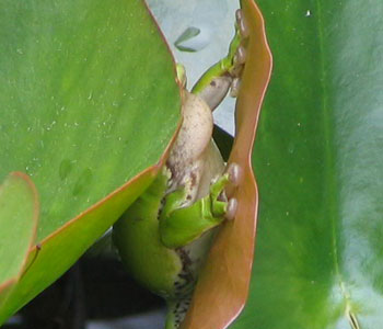 �ӂ���񂾃����A�I�K�G��