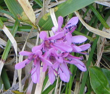 �т�т낵���q�g�f�݂����ȉ�