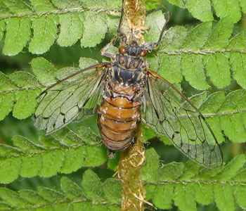 �����Ȃ��Z�~