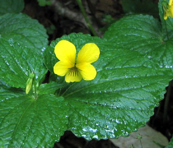 �I�I�o�L�X�~��