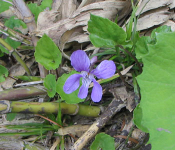 ���ꂢ�ȃX�~��