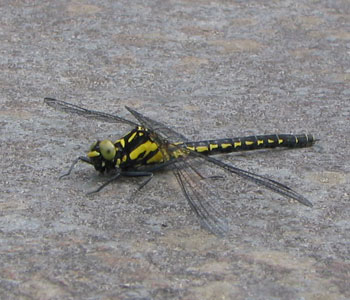 �����Ȃ��g���{