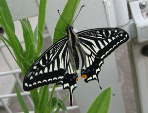 �ł����ăA�Q�n