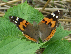 �A�J�^�e�n