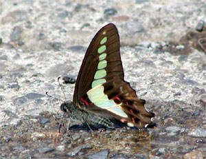 �z���A�I�X�W�A�Q�n