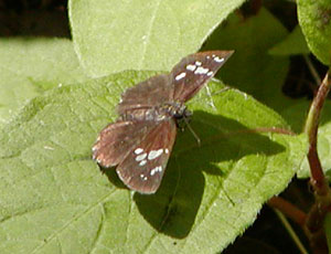 �_�C�~���E�Z�Z��