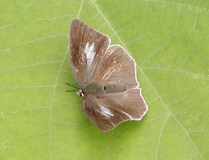 �E���M���V�W�~�q