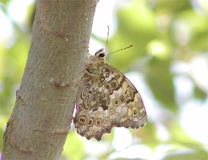 �T�g�L�}�_���q�J�Q