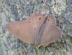 �q�J�Q�`���E�͒n����