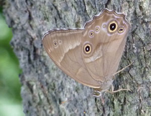 �����n��